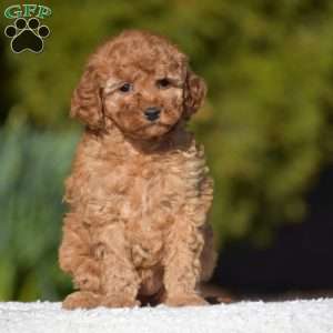Kimberly, Miniature Poodle Puppy